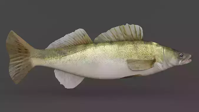 Fish Zander 3D model