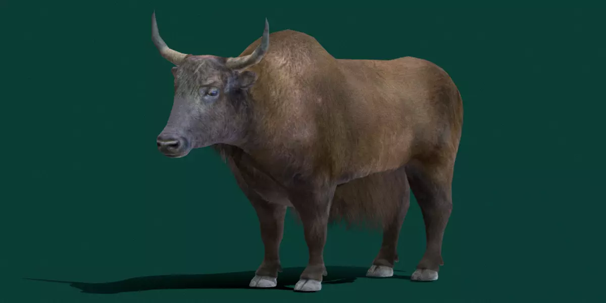 Domestic Yak Animals Low-poly 3D model_0