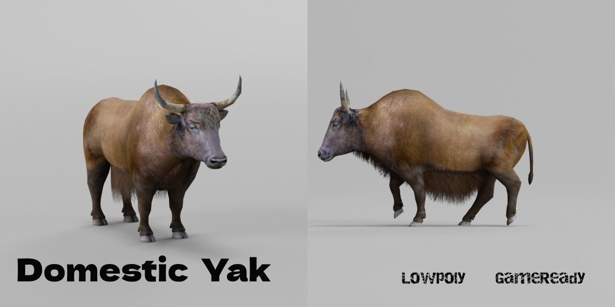 Domestic Yak Animals Low-poly 3D model_2