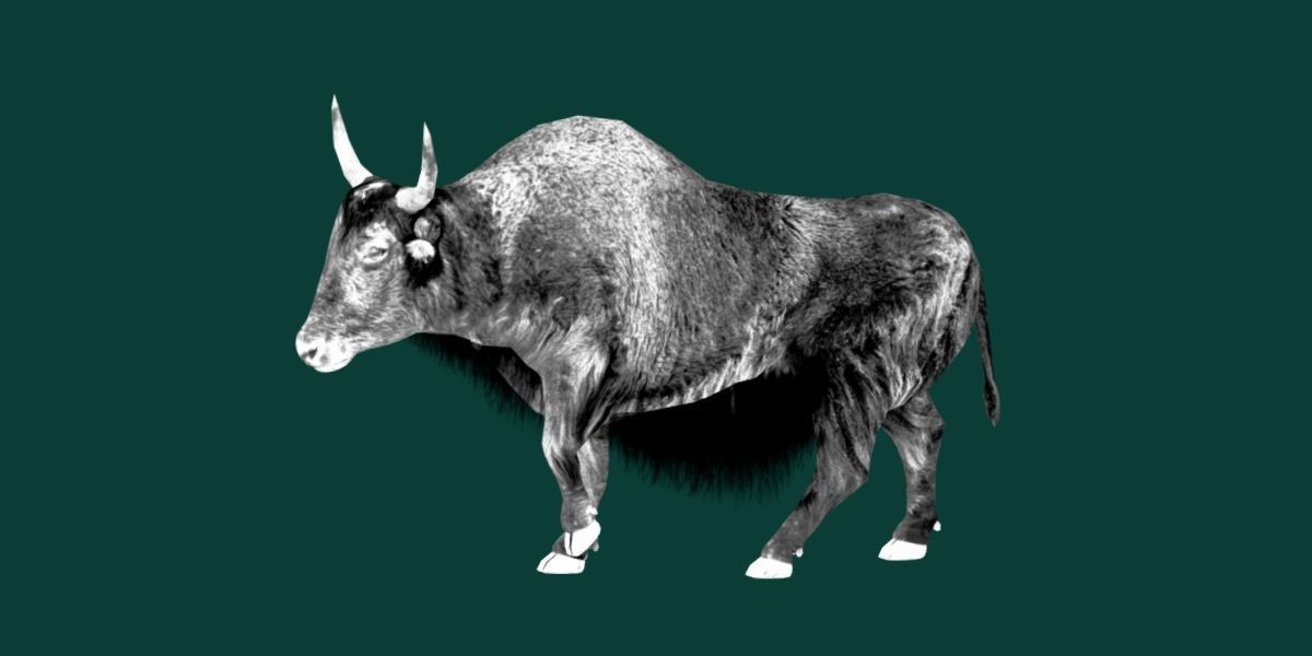 Domestic Yak Animals Low-poly 3D model_15