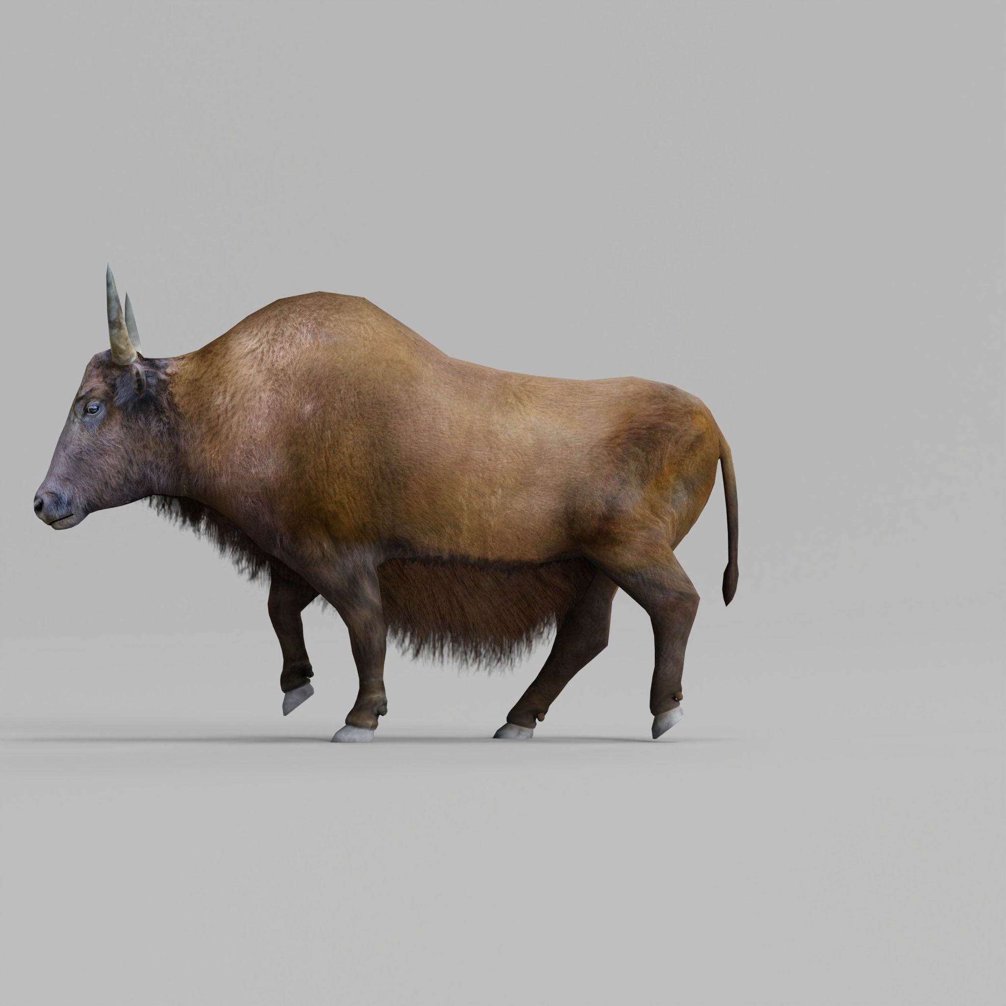 Domestic Yak Animals Low-poly 3D model_19