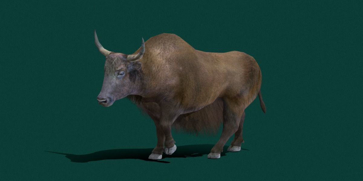 Domestic Yak Animals Low-poly 3D model_13