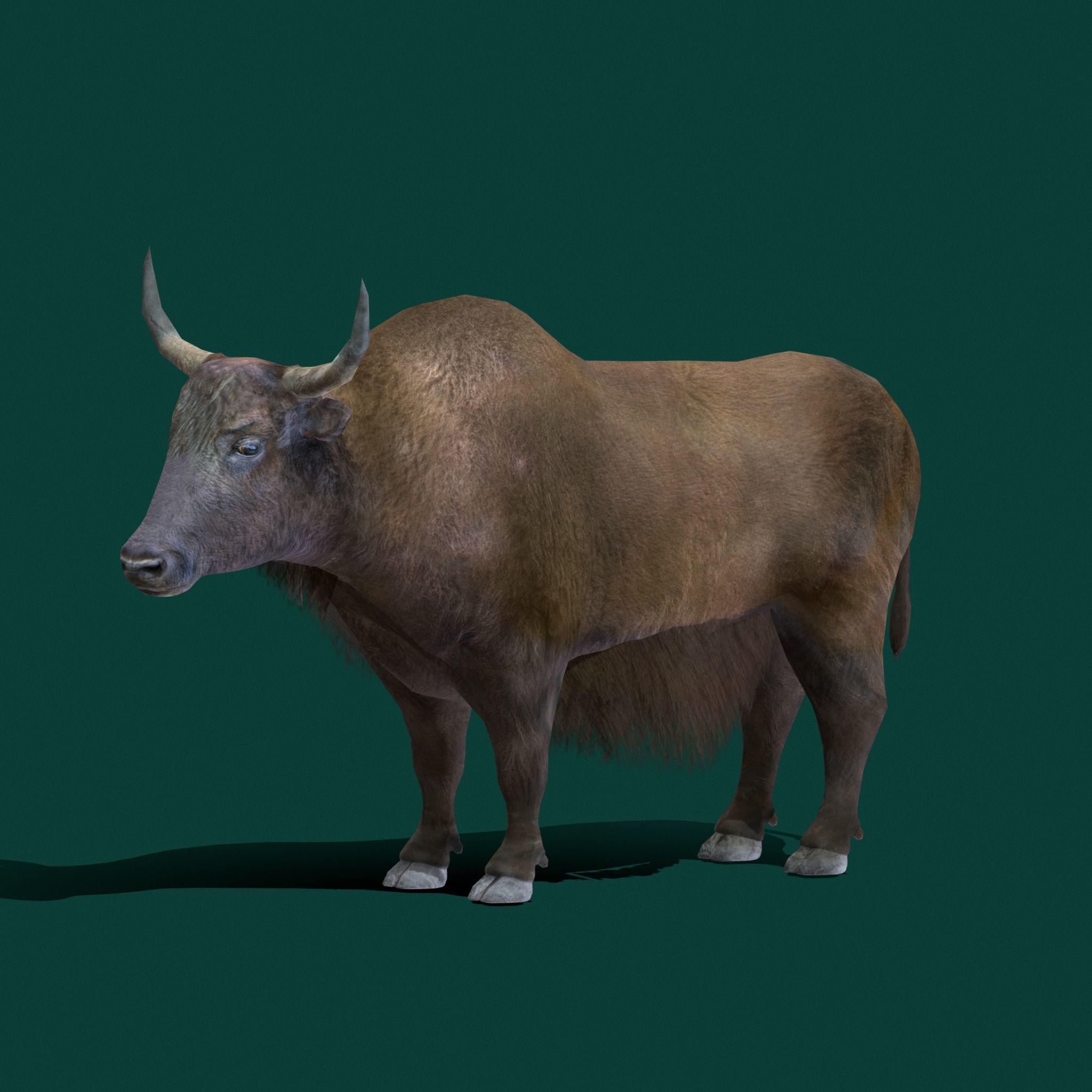 Domestic Yak Animals Low-poly 3D model_9