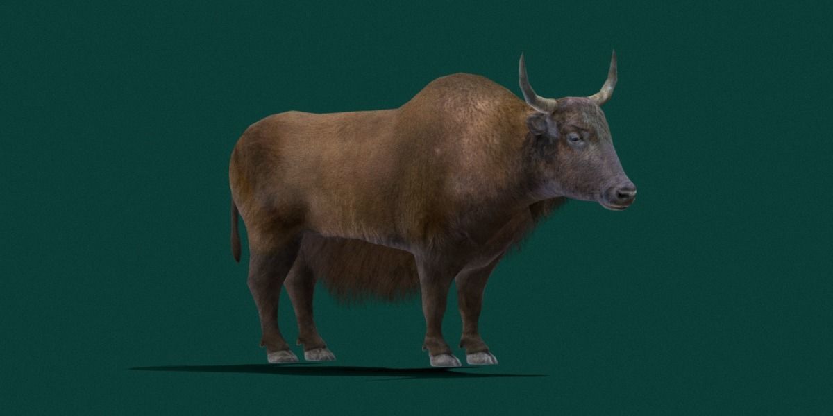 Domestic Yak Animals Low-poly 3D model_12