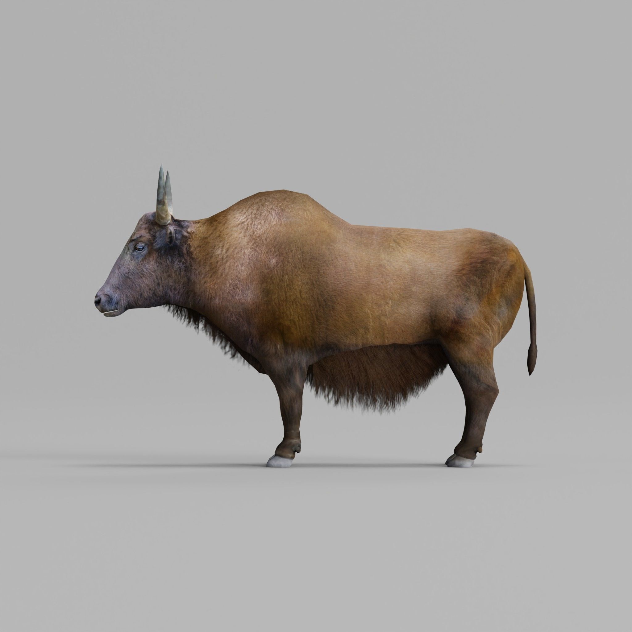 Domestic Yak Animals Low-poly 3D model_21