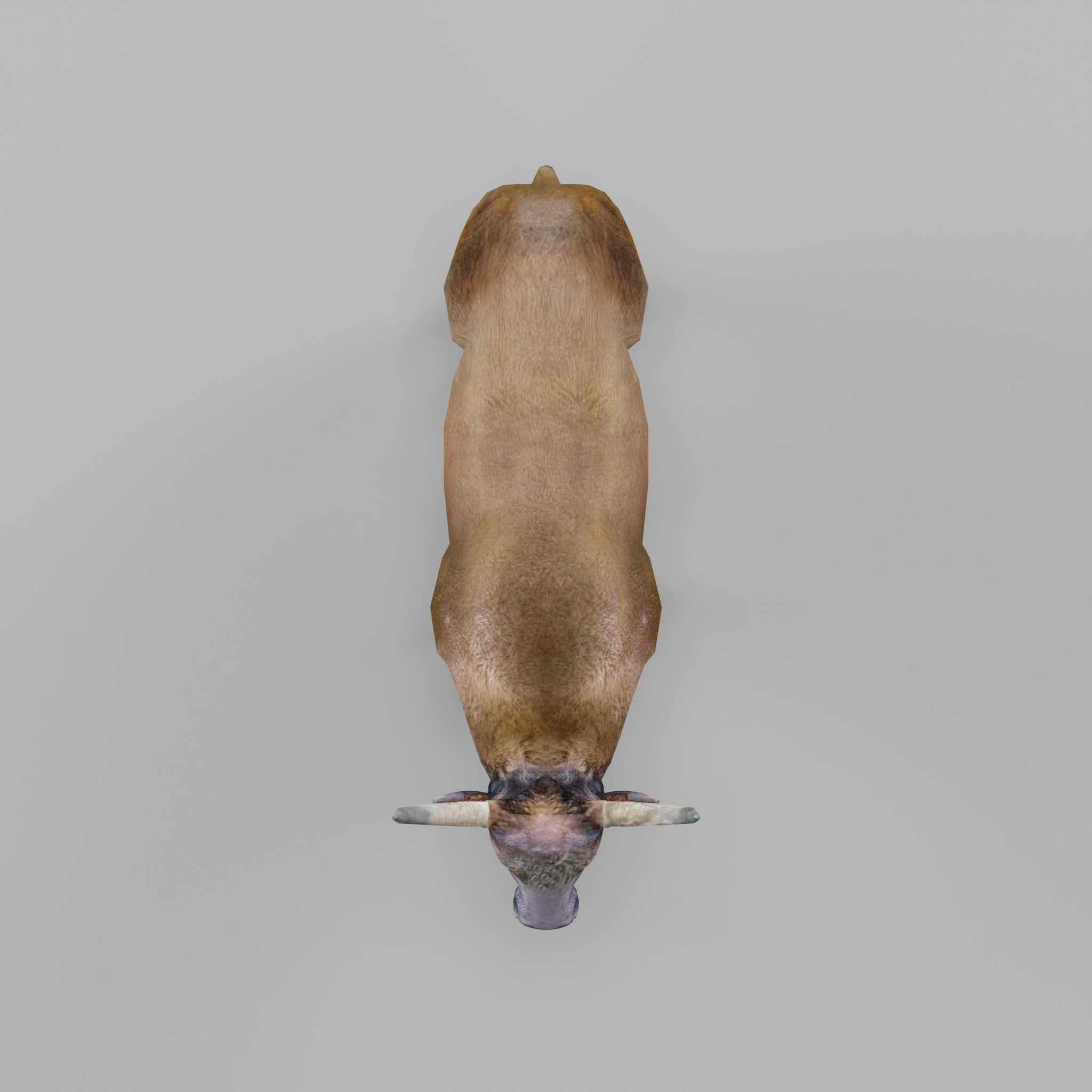 Domestic Yak Animals Low-poly 3D model_20