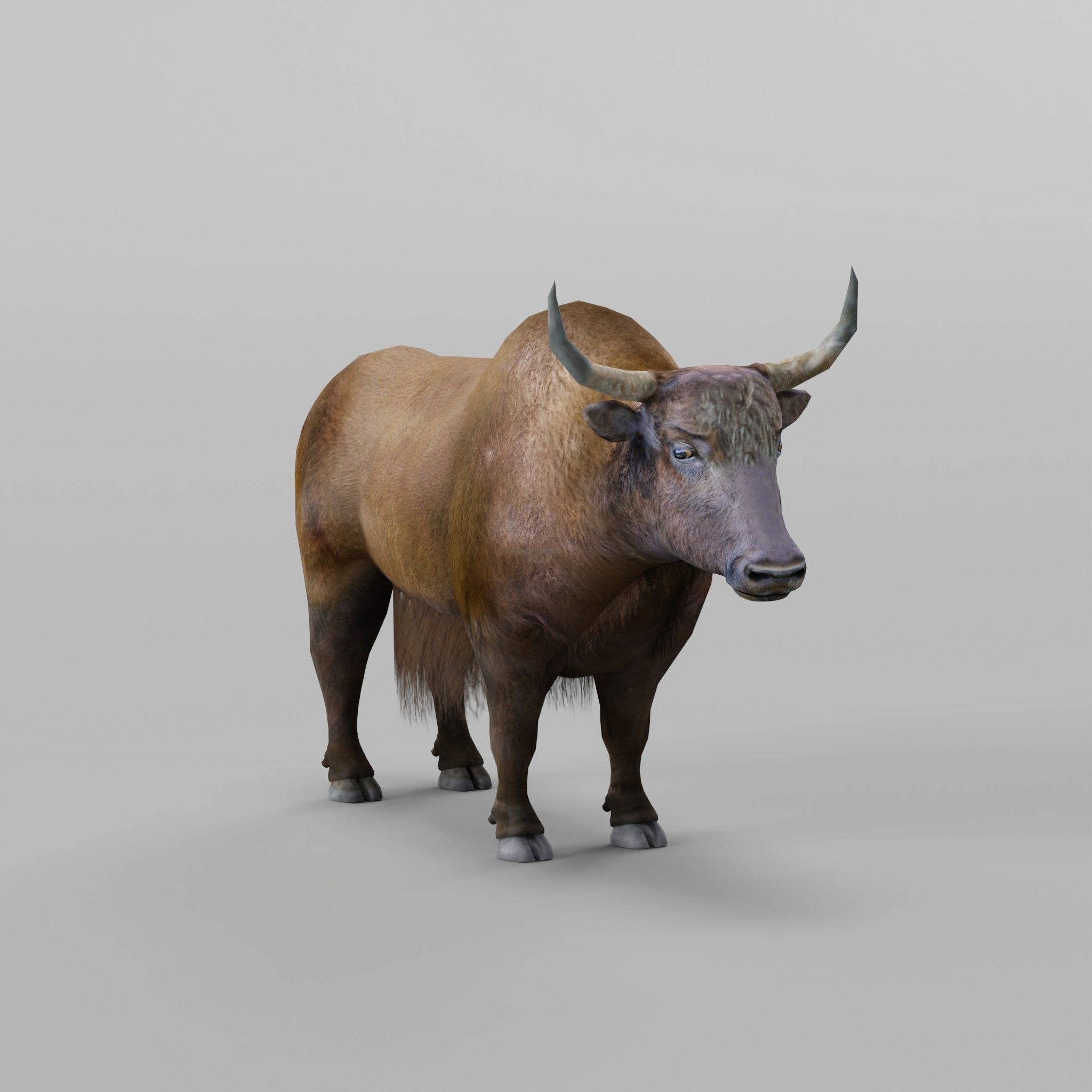 Domestic Yak Animals Low-poly 3D model_22