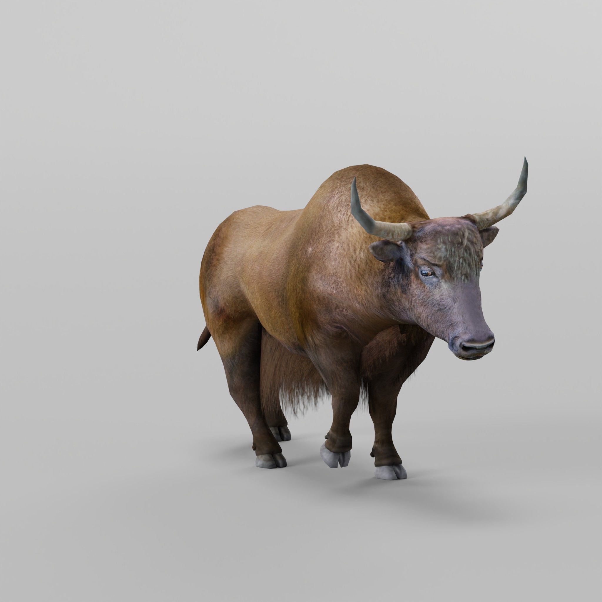 Domestic Yak Animals Low-poly 3D model_23