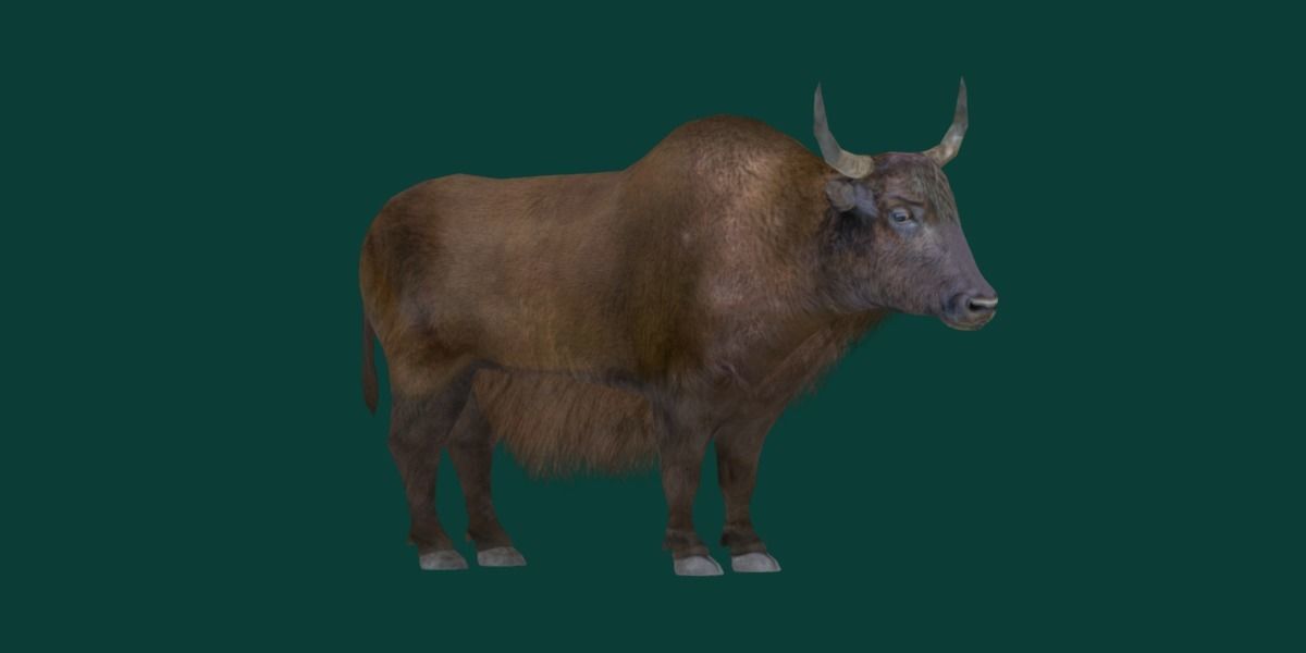 Domestic Yak Animals Low-poly 3D model_11