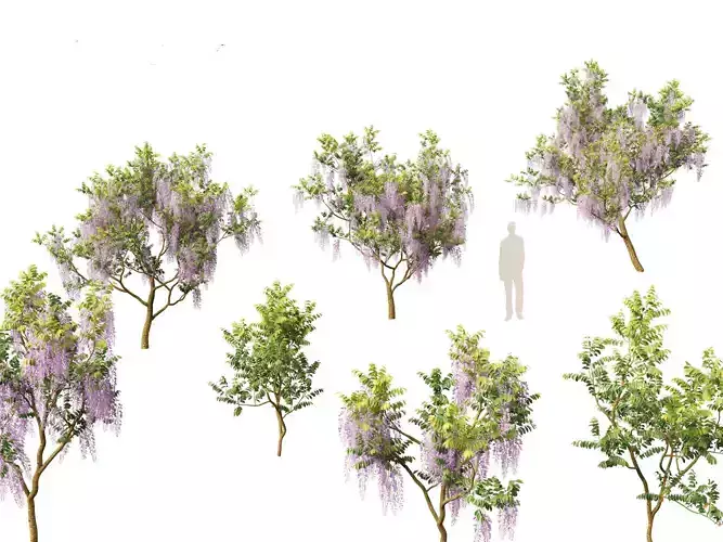 Wisteria sinensis - Chinese wisteria 01 3D model