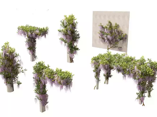 Wisteria sinensis - Chinese wisteria 02 3D model
