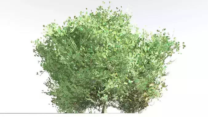 EVERYPlant Beach Cabbage 1 --14 Models-- 3D model