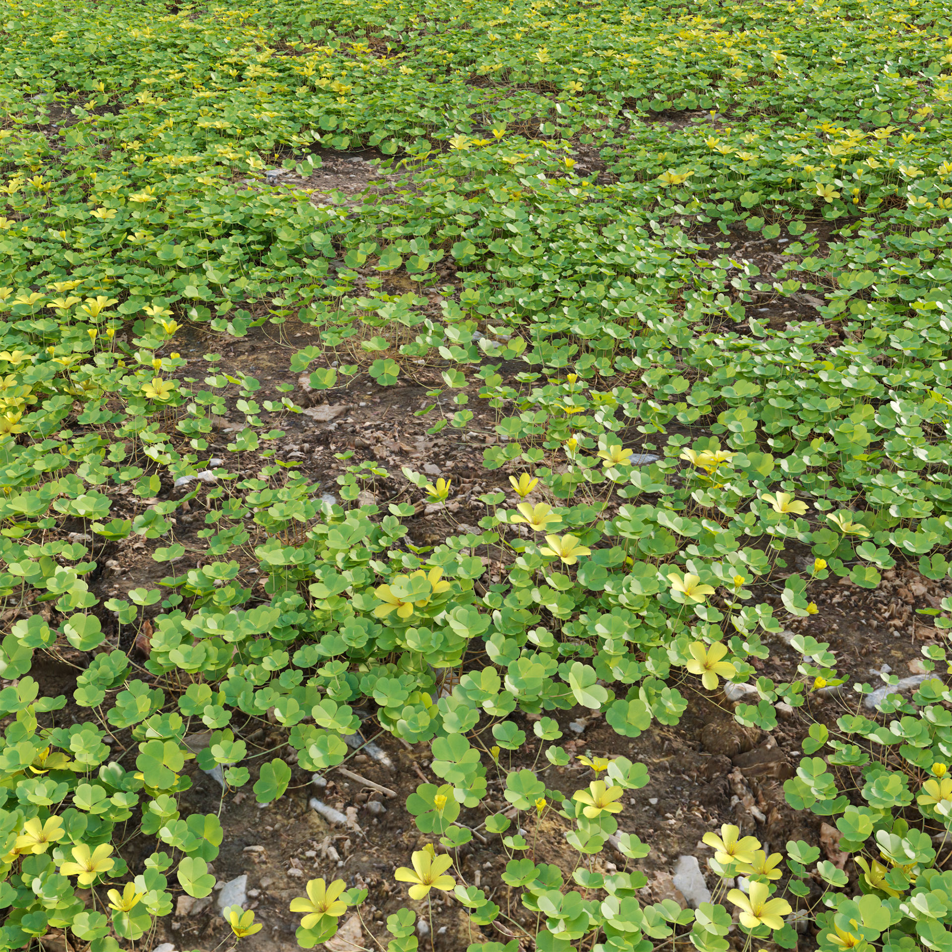 Oxalis suksdorfii 3D model_2