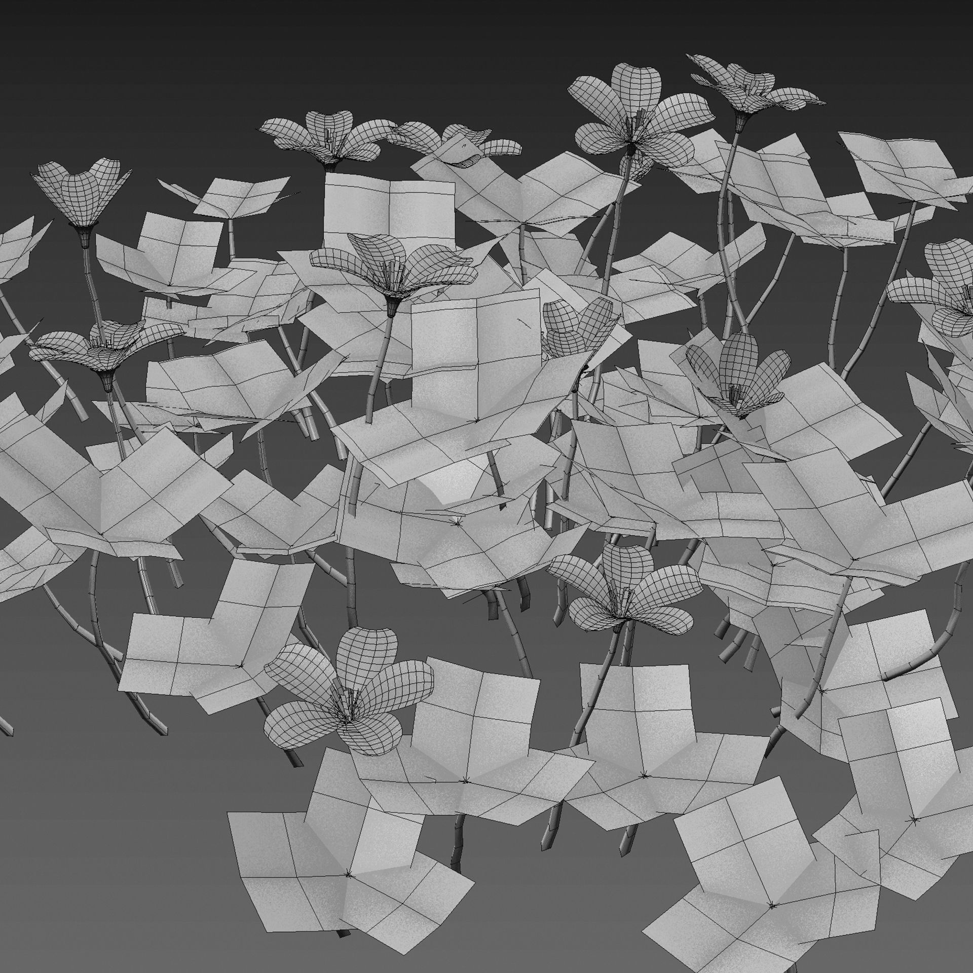 Oxalis suksdorfii 3D model_3