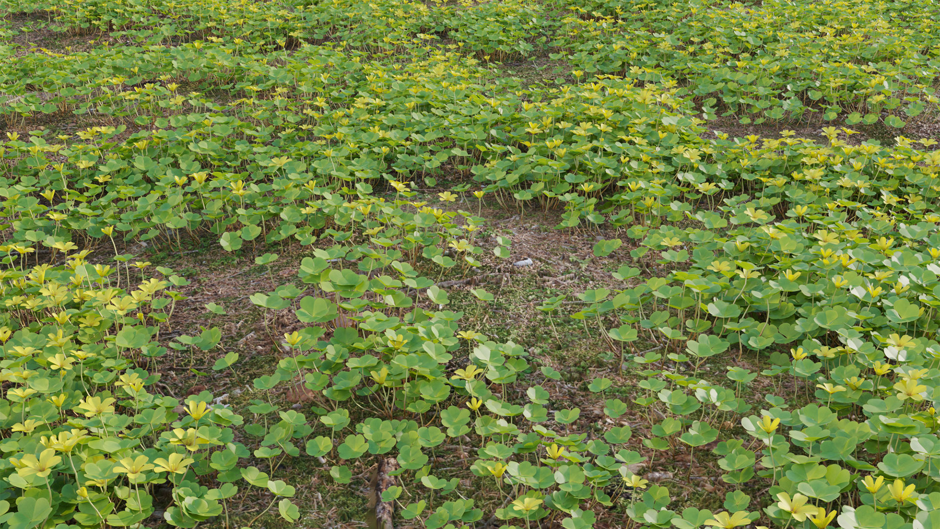 Oxalis suksdorfii 3D model_6