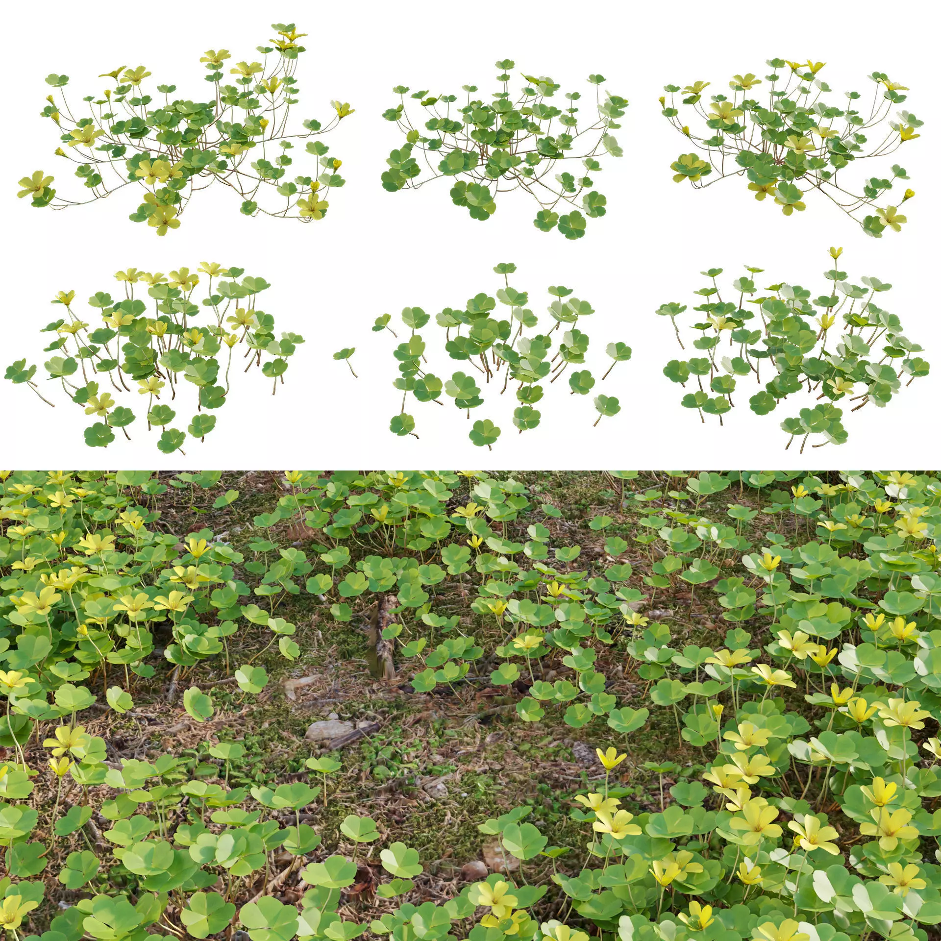 Oxalis suksdorfii 3D model_0