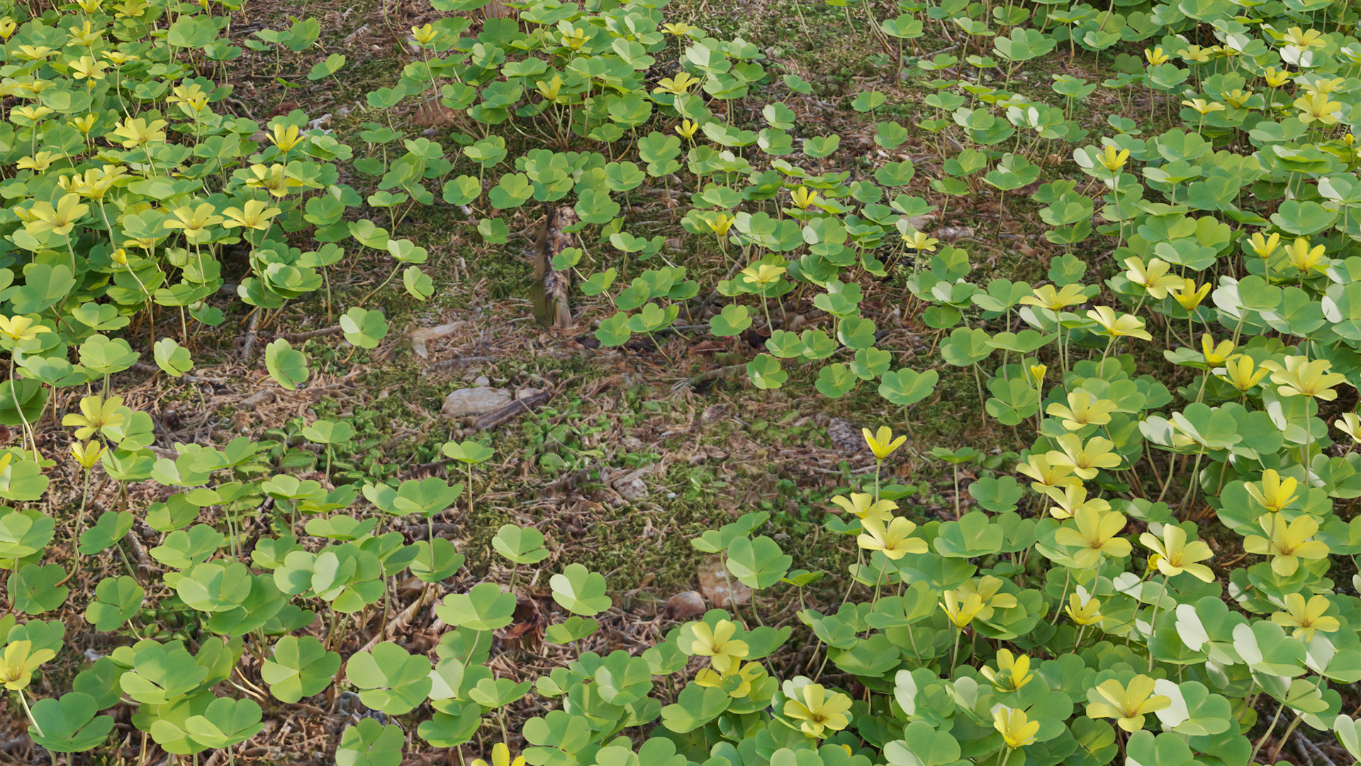 Oxalis suksdorfii 3D model_7