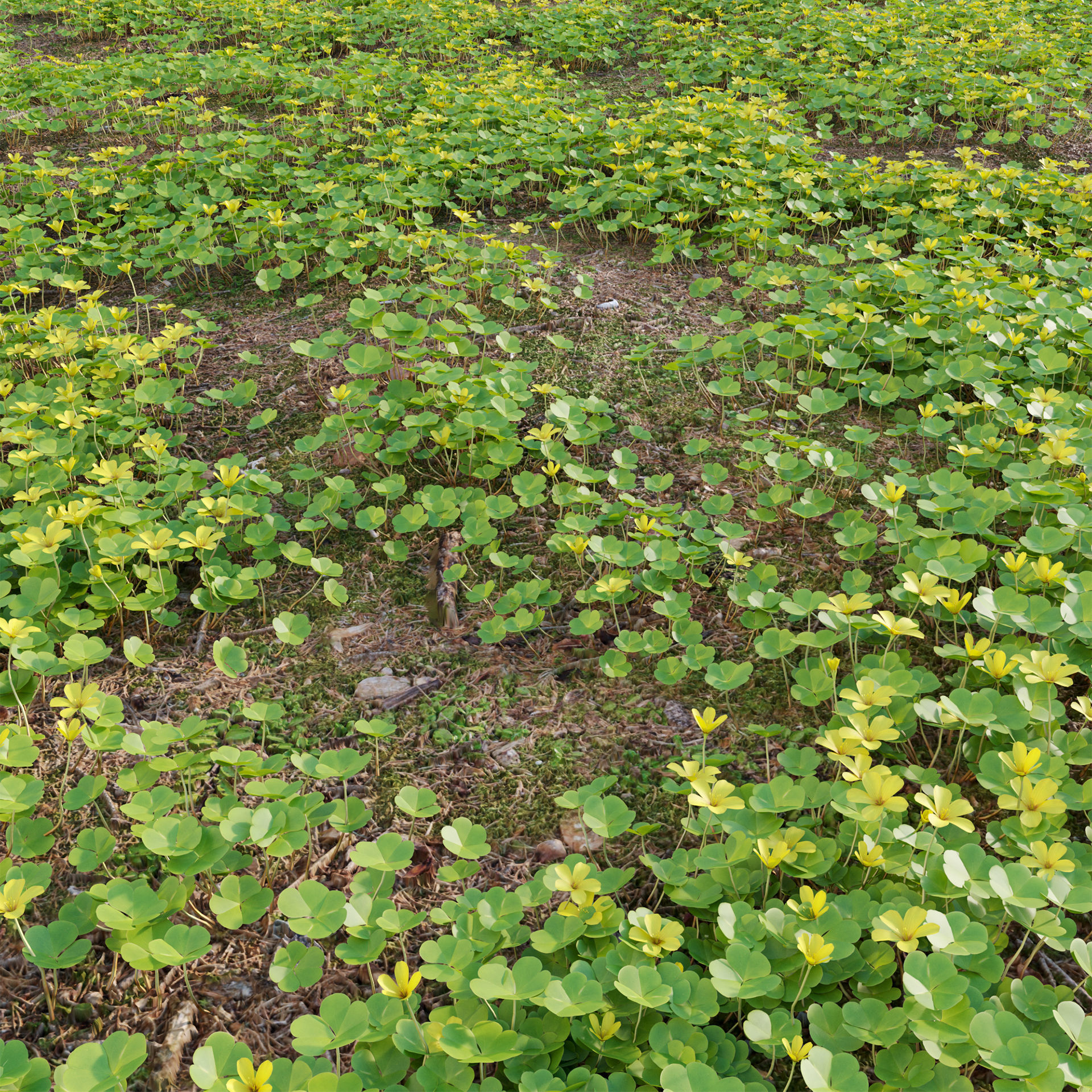 Oxalis suksdorfii 3D model_1