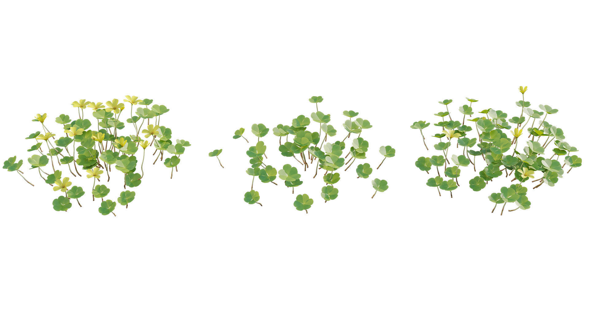 Oxalis suksdorfii 3D model_5
