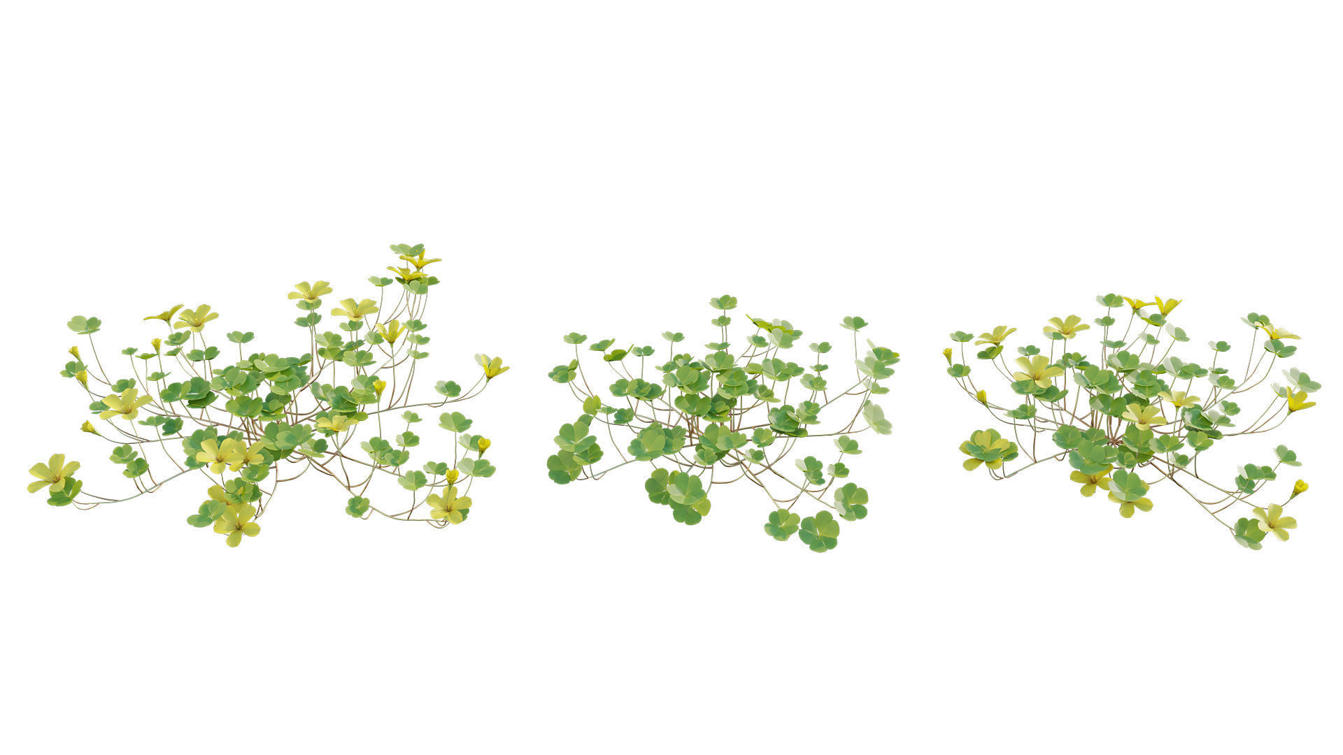 Oxalis suksdorfii 3D model_4