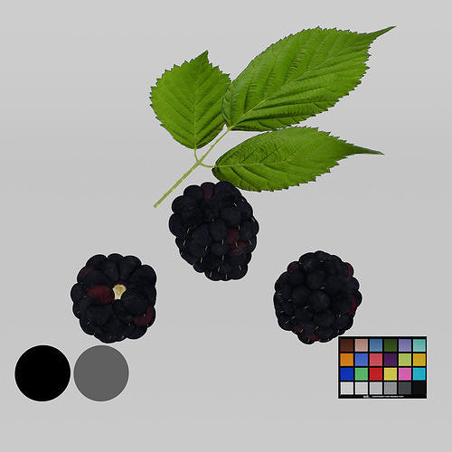 Blackberry Low-poly 3D model 3