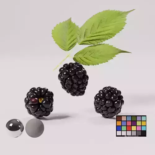 Blackberry Low-poly 3D model