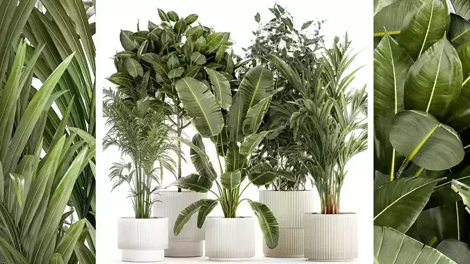 Set of plants in white pots palm ficus Strelitzia 1401