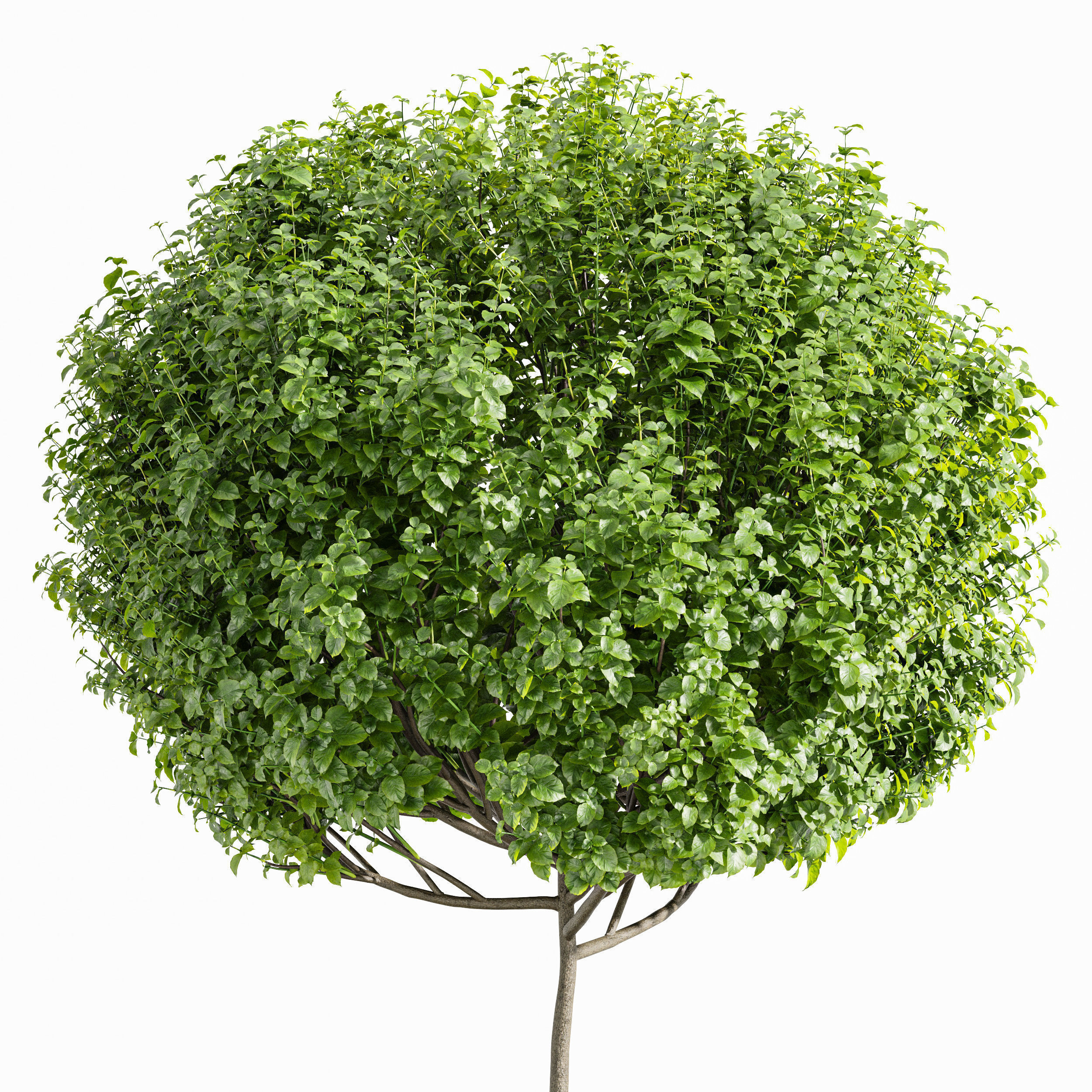 6 Different SETS of Plant Outdoor  SET VOL81 3D Model Collection_18