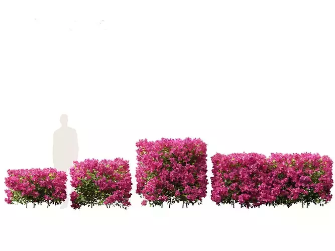 Bougainvillea glabra - Lesser bougainvillea 01