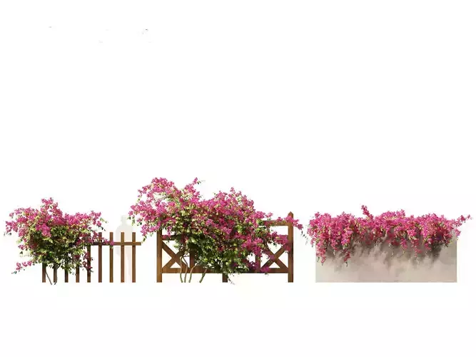 Bougainvillea glabra - Lesser bougainvillea 02