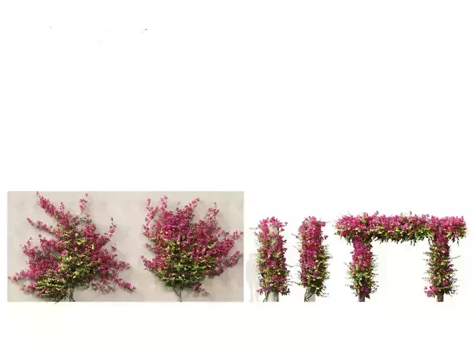 Bougainvillea glabra - Lesser bougainvillea 03 3D model