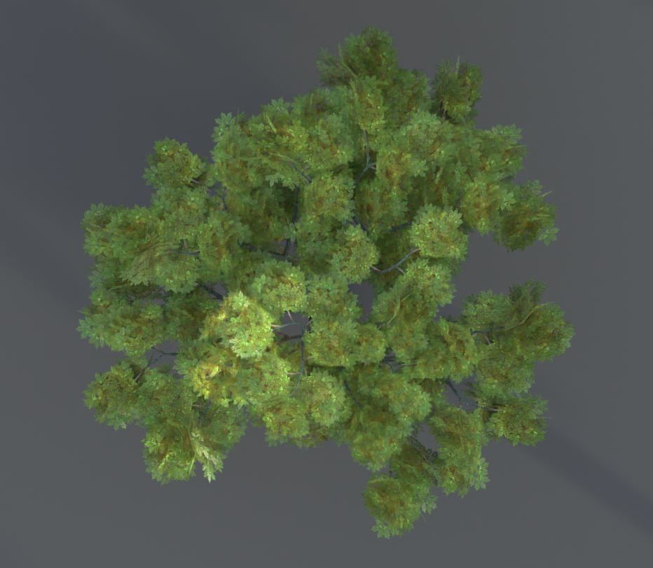 Walnut Honey Empress Black-Alder Yew-Taxus-Baccata Trees 3D Model Collection_130