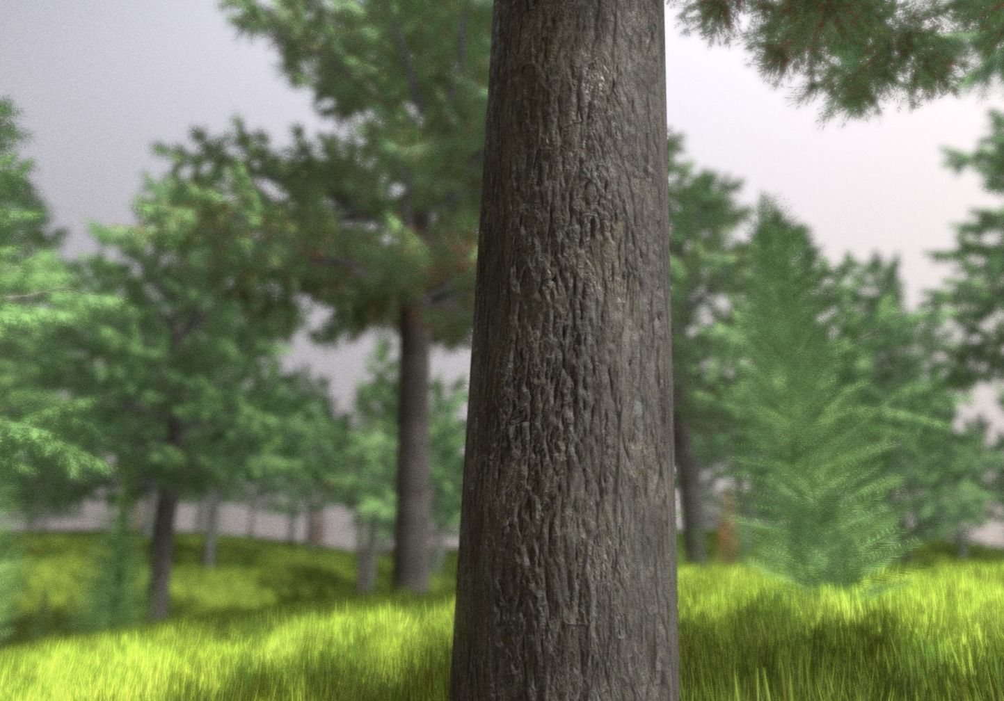 Walnut Honey Empress Black-Alder Yew-Taxus-Baccata Trees 3D Model Collection_46