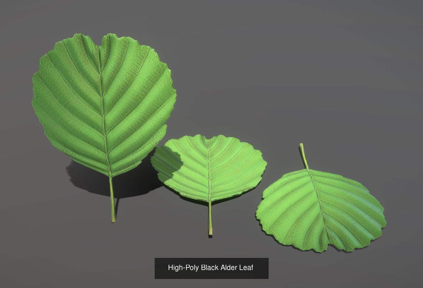 Walnut Honey Empress Black-Alder Yew-Taxus-Baccata Trees 3D Model Collection_4