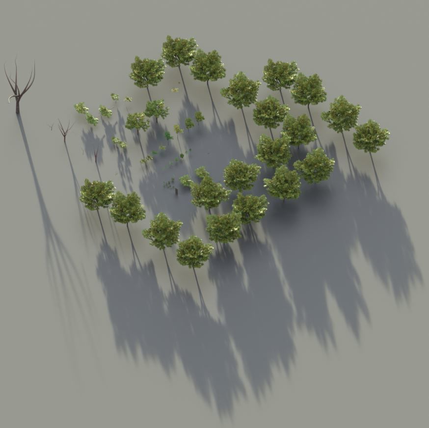 Walnut Honey Empress Black-Alder Yew-Taxus-Baccata Trees 3D Model Collection_114