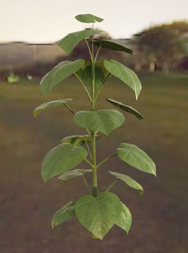 Walnut Honey Empress Black-Alder Yew-Taxus-Baccata Trees 3D Model Collection_57