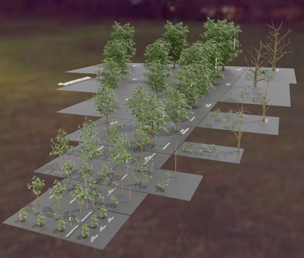 Walnut Honey Empress Black-Alder Yew-Taxus-Baccata Trees 3D Model Collection_92