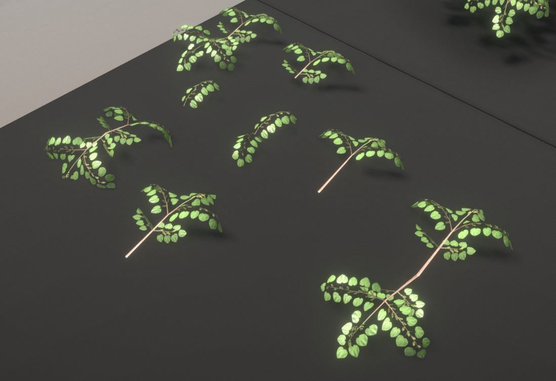 Walnut Honey Empress Black-Alder Yew-Taxus-Baccata Trees 3D Model Collection_58