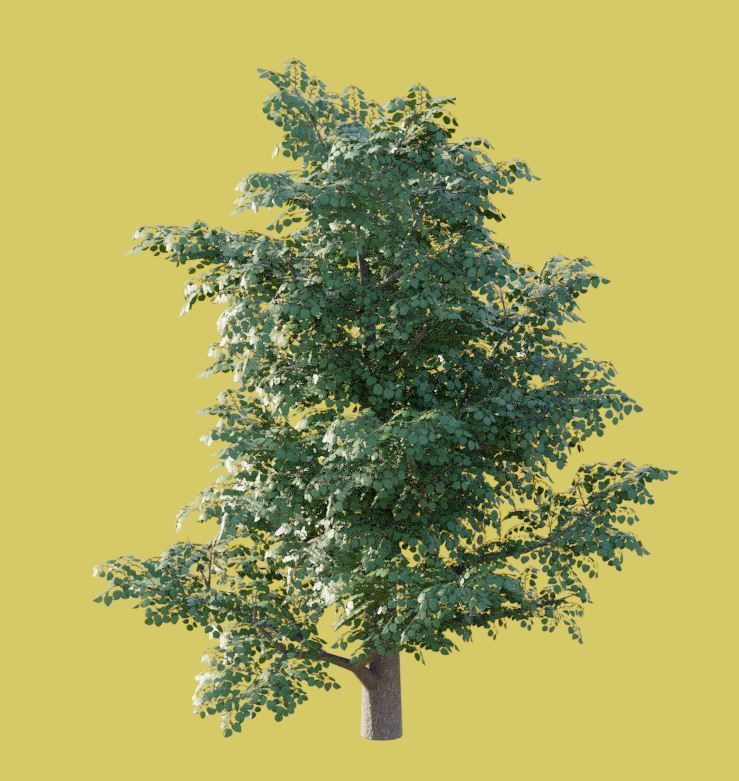 Walnut Honey Empress Black-Alder Yew-Taxus-Baccata Trees 3D Model Collection_88