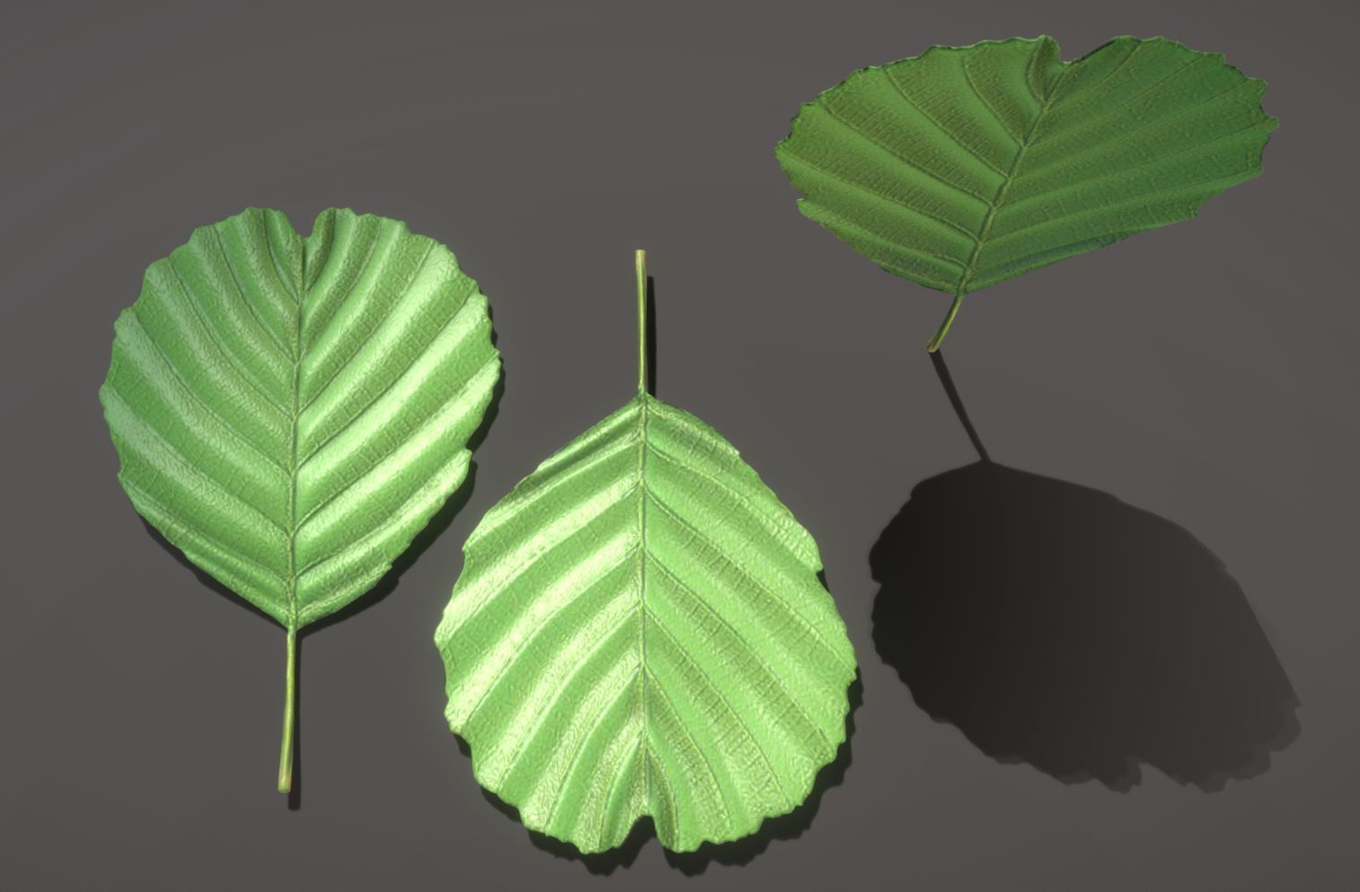 Walnut Honey Empress Black-Alder Yew-Taxus-Baccata Trees 3D Model Collection_96