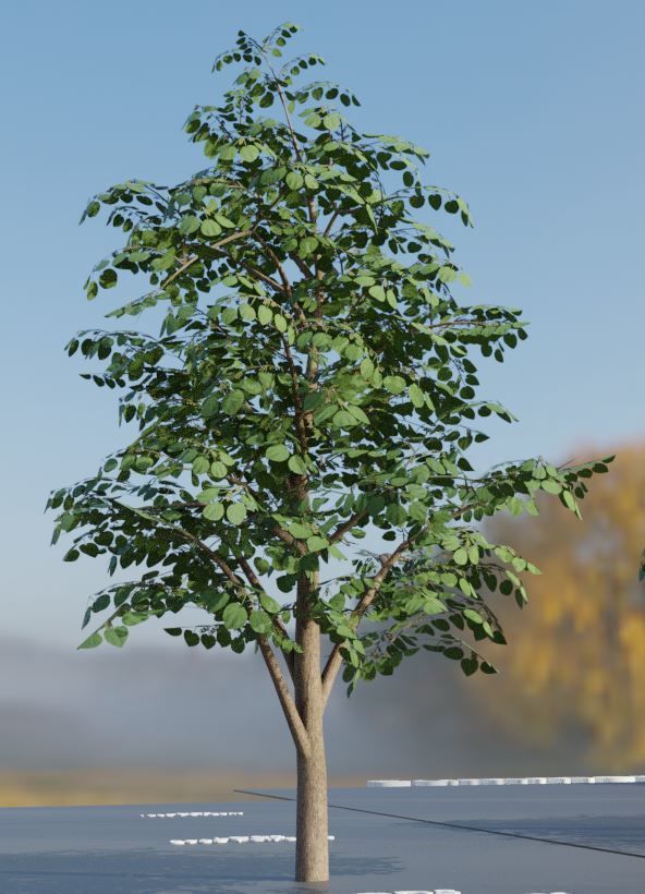 Walnut Honey Empress Black-Alder Yew-Taxus-Baccata Trees 3D Model Collection_87