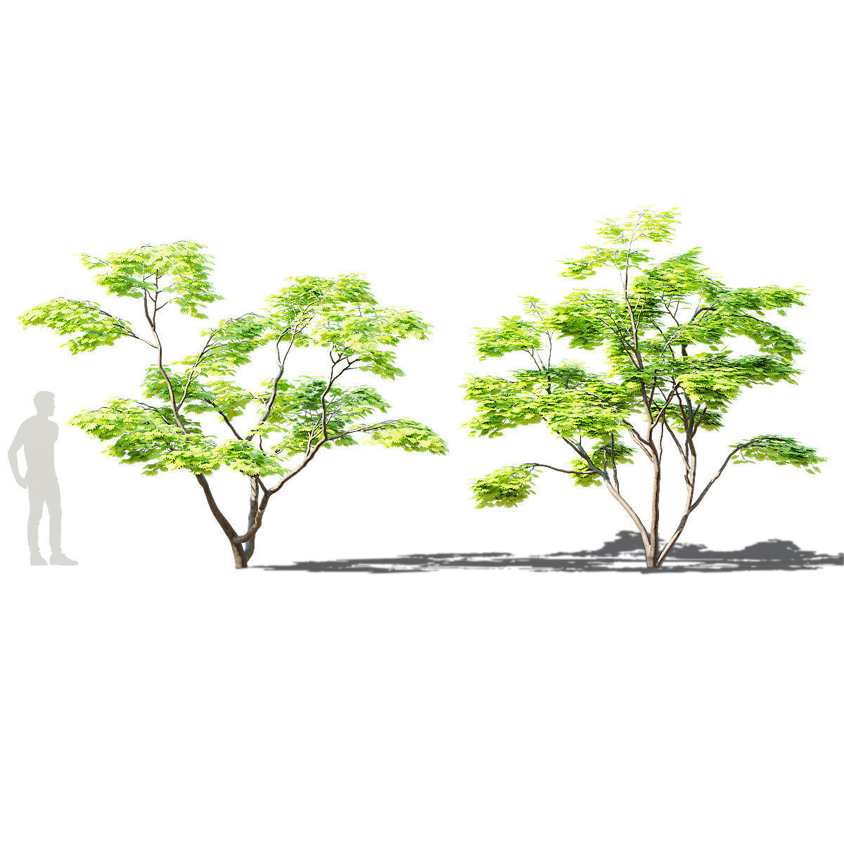 Acer Shirasawanum Aureum trees 3D model_6