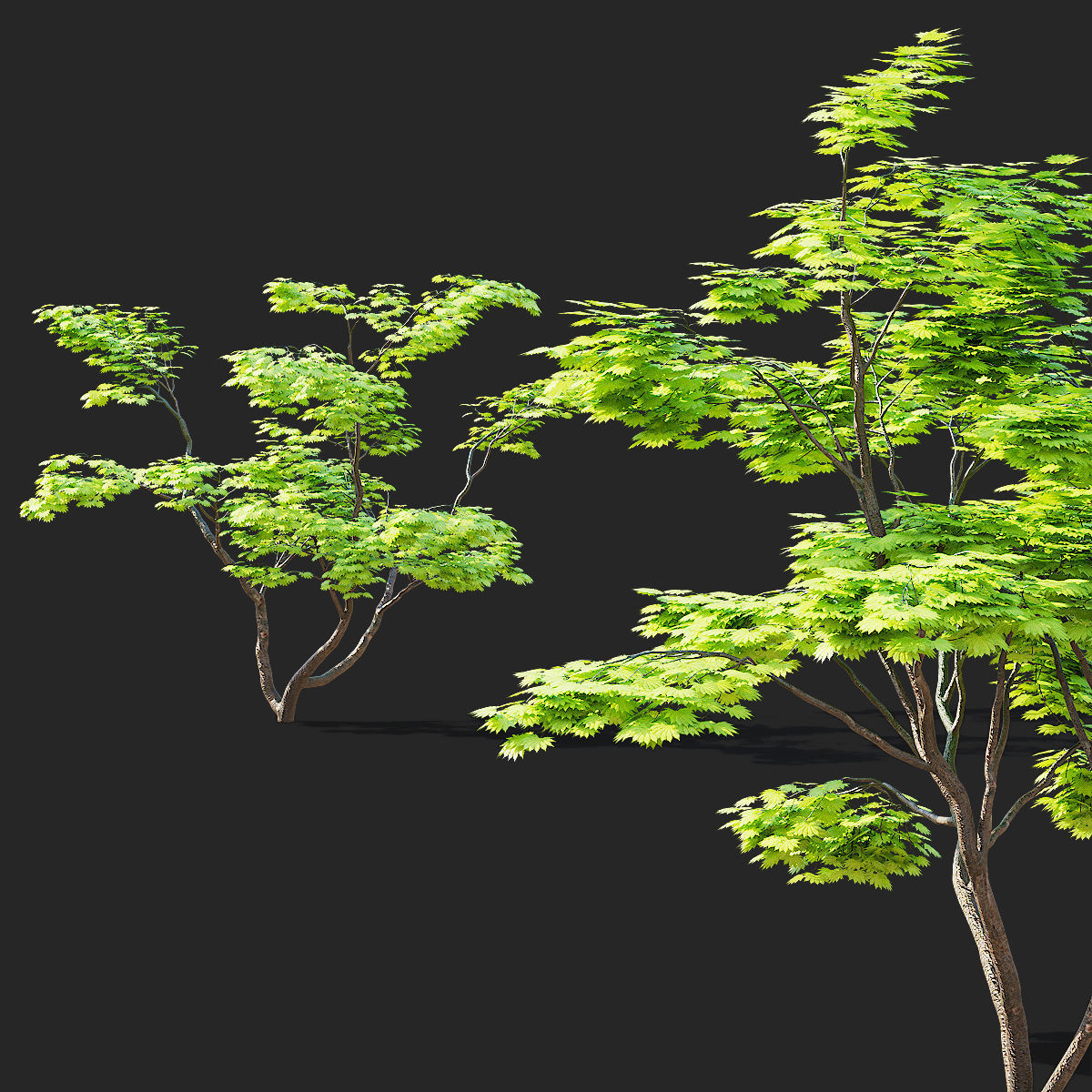 Acer Shirasawanum Aureum trees 3D model_4