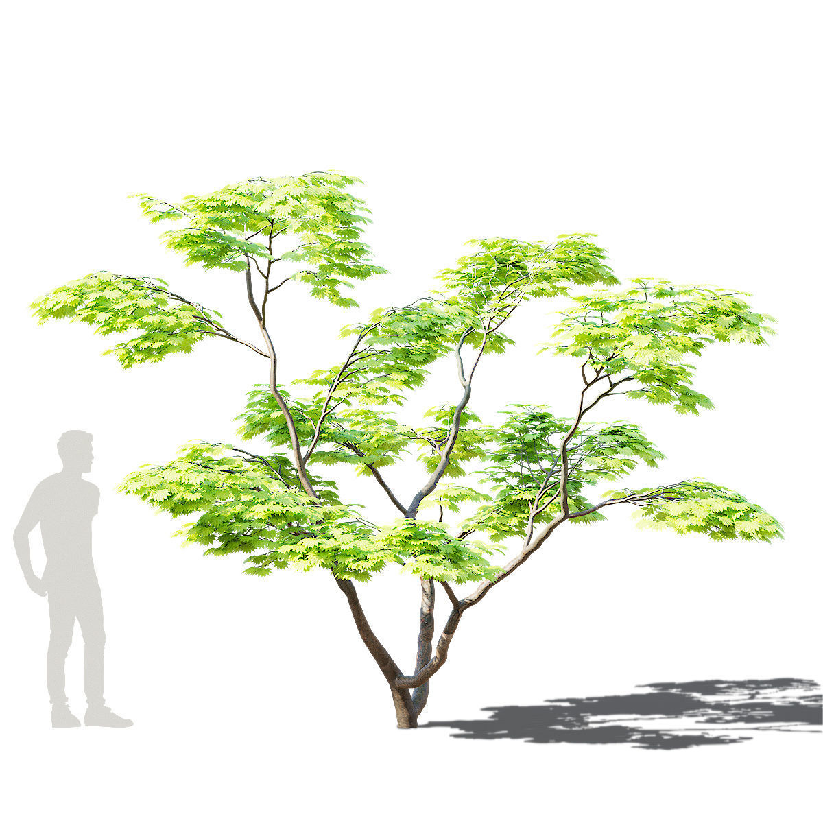 Acer Shirasawanum Aureum trees 3D model_2