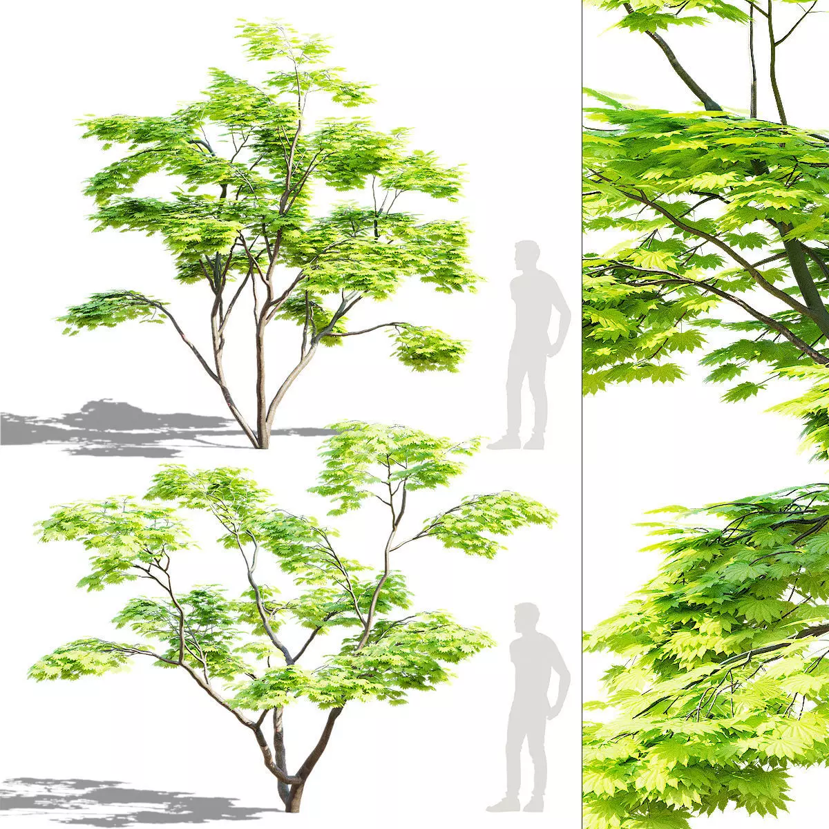 Acer Shirasawanum Aureum trees 3D model_0