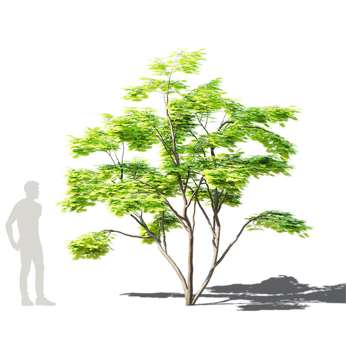 Acer Shirasawanum Aureum trees 3D model_3