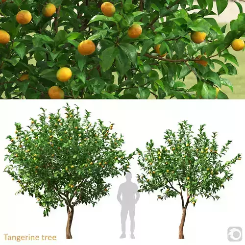 Tangerine Tree A
