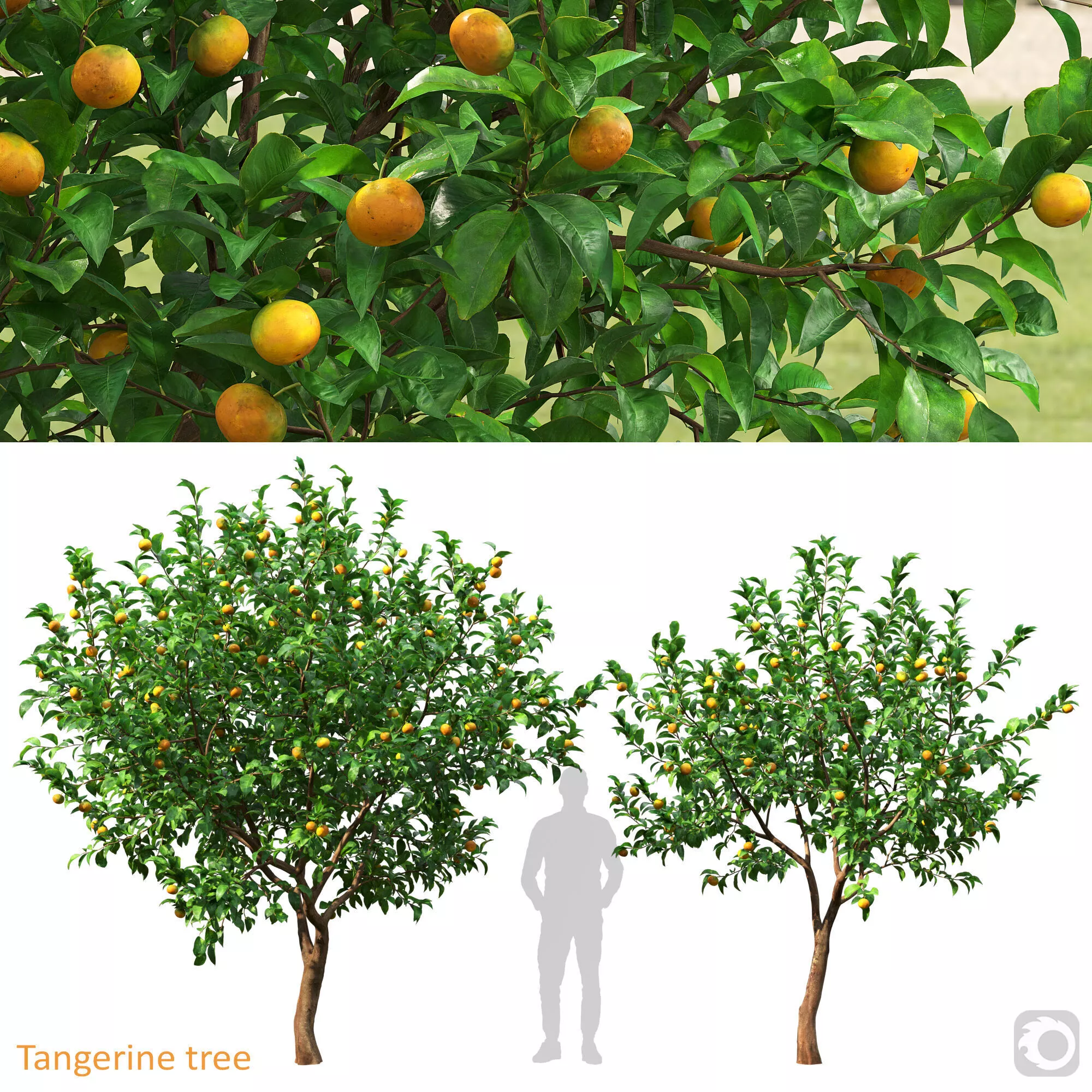 Tangerine Tree A 3D model