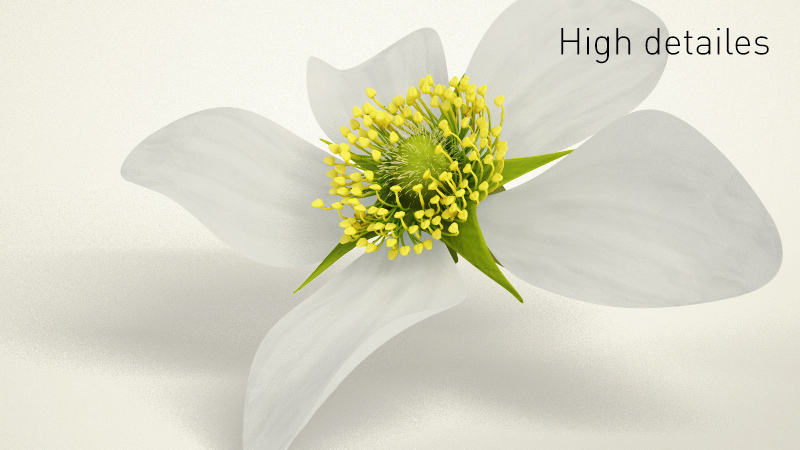 Raspberry 3D model_1