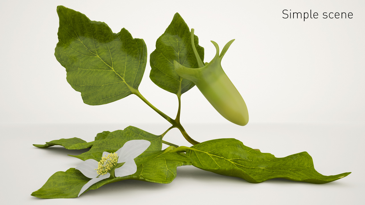 Raspberry 3D model_9